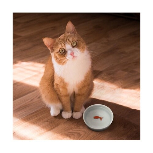 フードボウル SUCK UK キャットボ