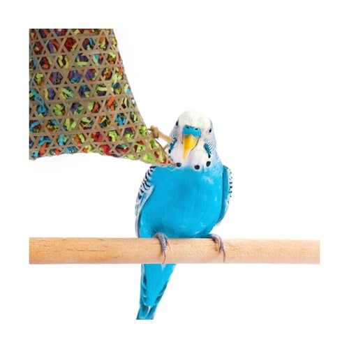 おもちゃ 鳥 ループ バディ バンブーバ