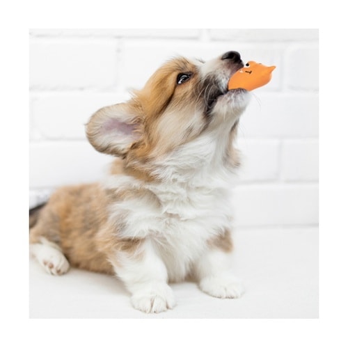 犬 おもちゃ ループ プーピーズ パンキ