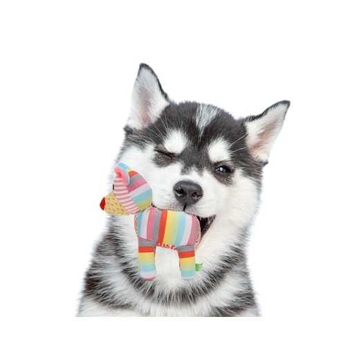 犬 おもちゃ ループ フレンディ サーカ