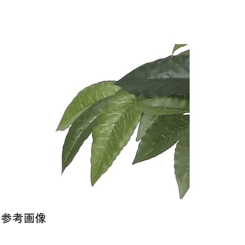 アルデシア(万両)90 2032A140