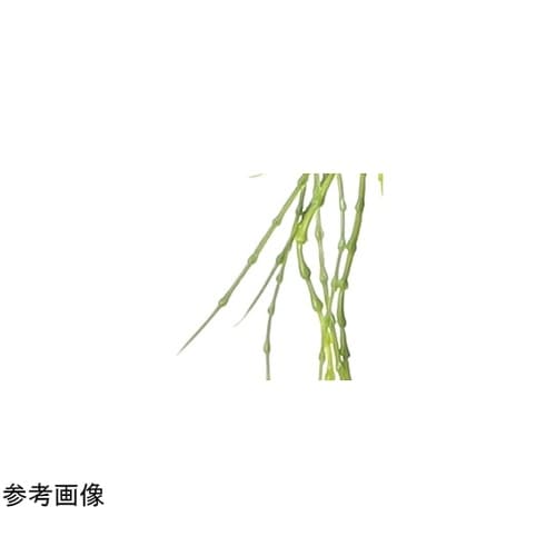 ウオーターグラスバイン 2356A25