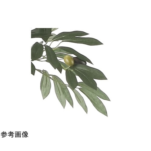 オリーブツリー 1.35 2433A22