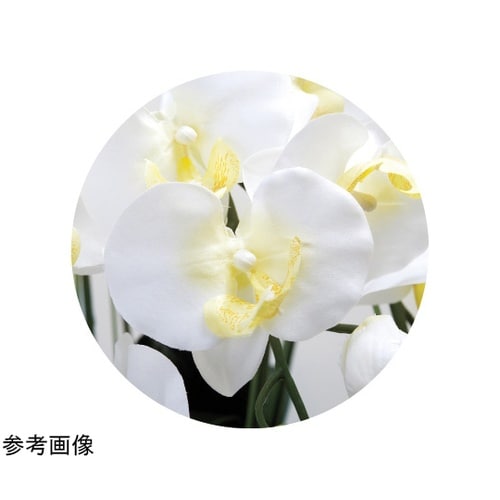 キング胡蝶蘭 7本立 W 451A200