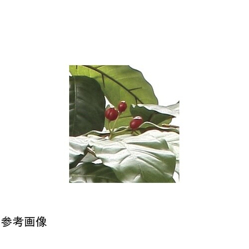 コーヒーツリー 1.8 2020A580