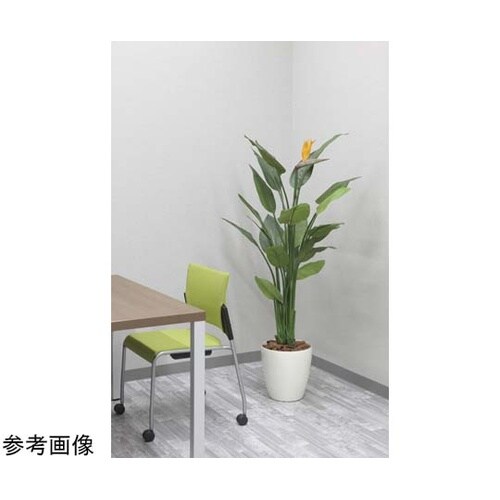 ストレチア花付キ 1.5 2565A50