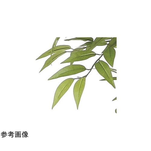 ソヨゴ 1.0 2418A190