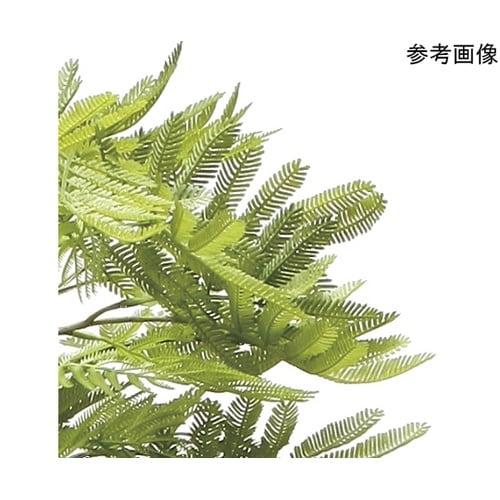 ネムノ木 90(ポリ製) 2428A15