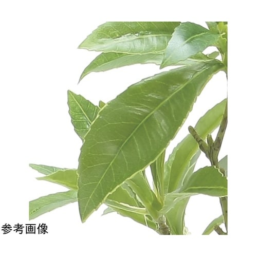 フレッシュアセビ 2507 A55