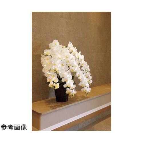 フレッシュロング胡蝶蘭 7本立 W 25