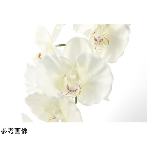 プレミアム胡蝶蘭 5本立 W 651K2