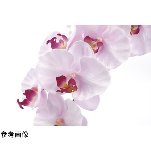 プレミアム胡蝶蘭 7本立 P 656A2