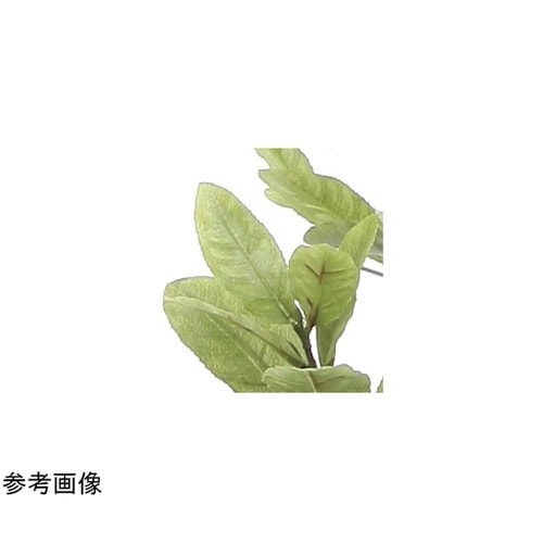 レモン 1.25 817A200