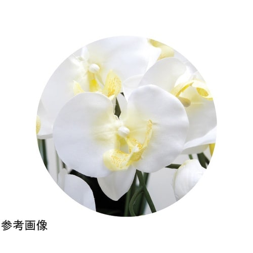 ロイヤル胡蝶蘭 5本立 W 532A30