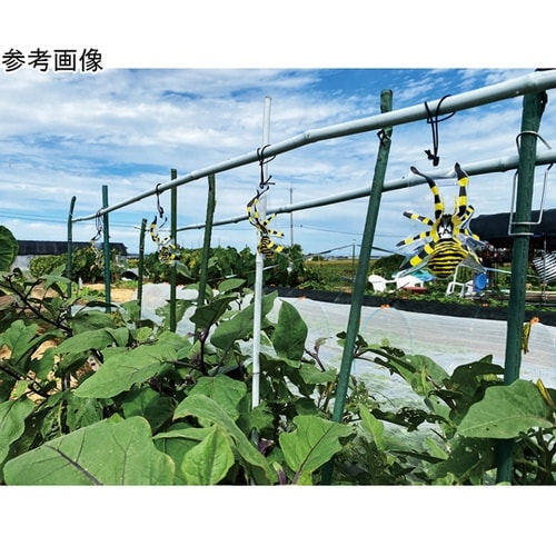 園芸用害虫の天敵除労蜘蛛 1箱(5匹×7
