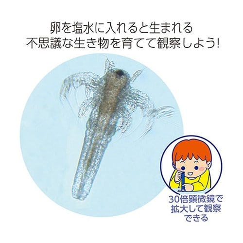 【5個セット】 育てて観察!エビもどき