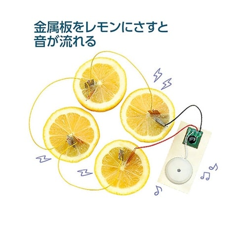 【5個セット】 簡単!レモン電池キット