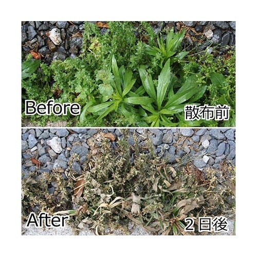 除草材 草枯れ一番 シャワー 1000m