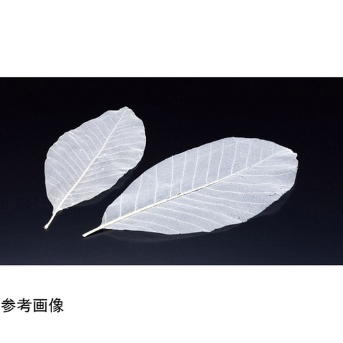 網朴葉(S)50枚入 24320