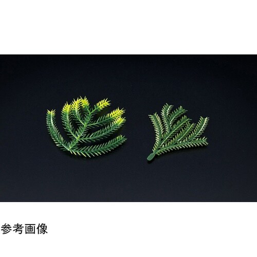 たちかずら飾り(大) (200ヶ入) 2
