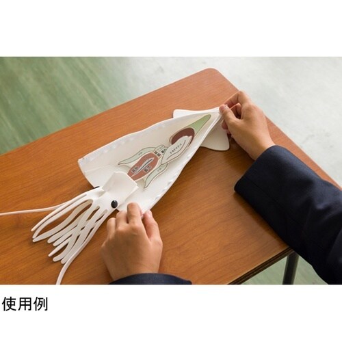 イカの解剖演習モデル 収納ケース付 19