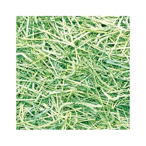食べる牧草 スーパープレミアムチモシー