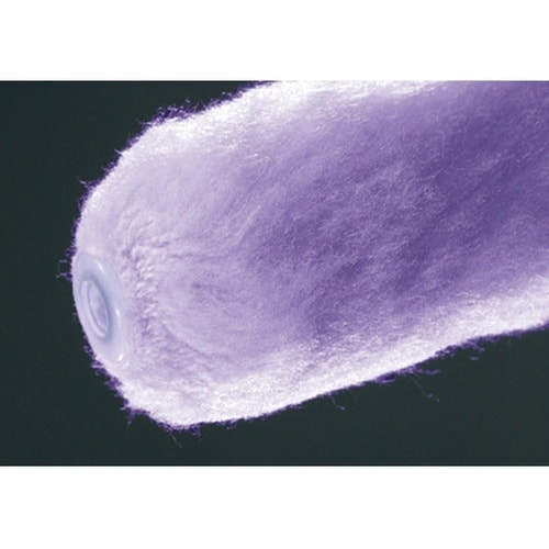 スモールローラー バイオレット 長毛 4