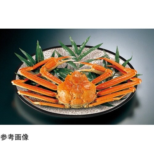 尺3 小判深盛皿 志野 天黒 51352