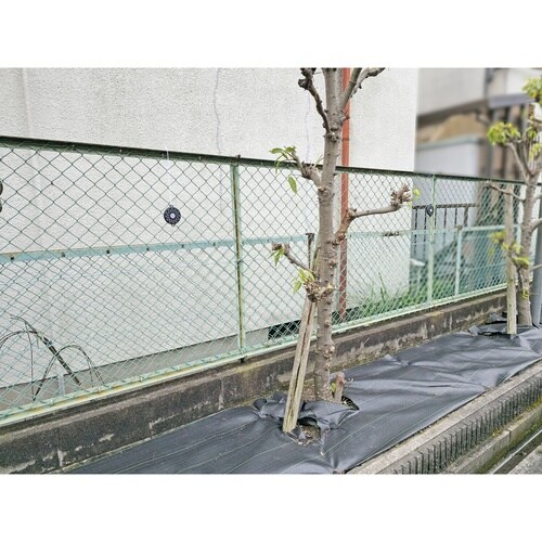 害鳥対策 トリサールブラック 1個入り
