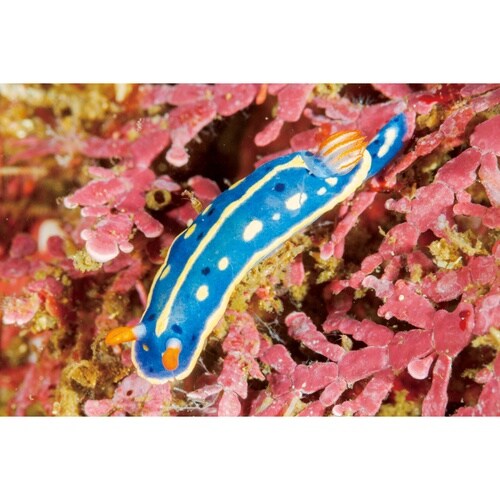 エコバッグ ウミウシ フック付き アオウミウシ
