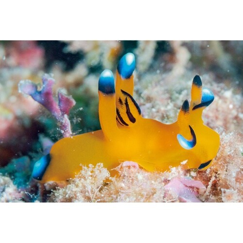 エコバッグ ウミウシ ウデフリツノザヤウミウシ