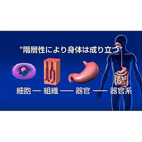 人体の構造と機能 第1巻 解剖生理学総論