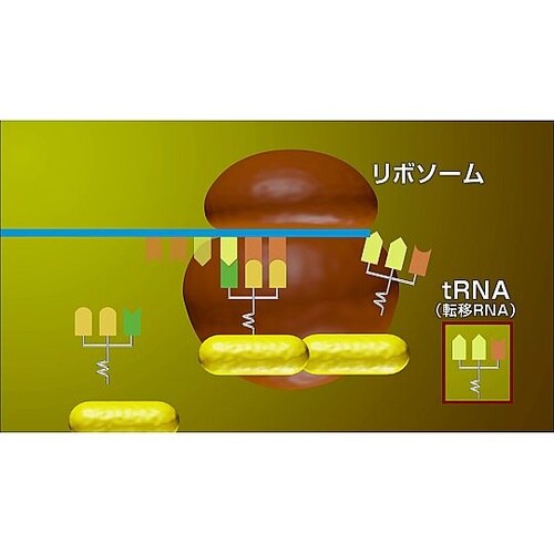 人体の構造と機能 第2巻 生命活動と恒常