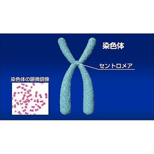 人体の構造と機能 第3巻 生命活動と恒常