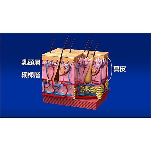 人体の構造と機能 第4巻 皮膚と粘膜 D