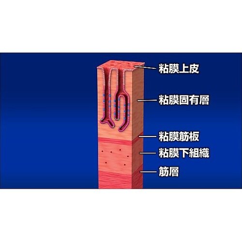 人体の構造と機能 第4巻 皮膚と粘膜 D