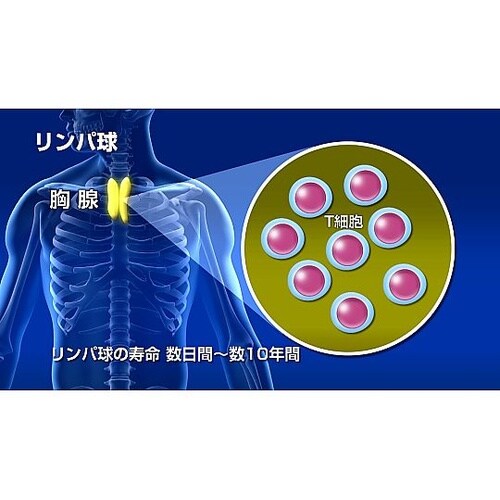 人体の構造と機能 第6巻 血液 DV40