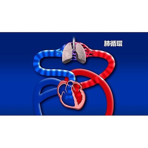 人体の構造と機能 第7巻 循環系(1)