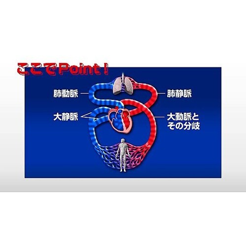 人体の構造と機能 第8巻 循環系(2)