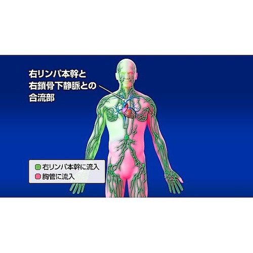 人体の構造と機能 第8巻 循環系(2)