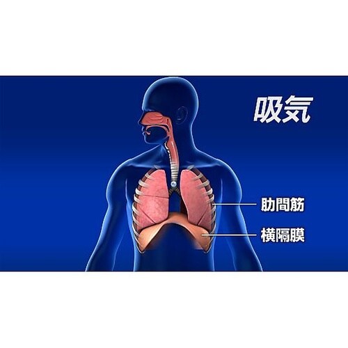 人体の構造と機能 第10巻 呼吸器系(2