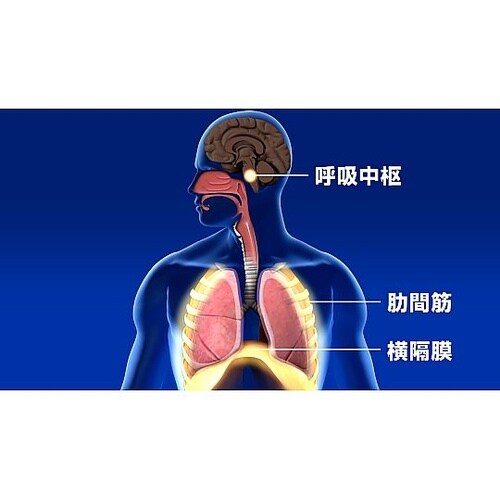 人体の構造と機能 第10巻 呼吸器系(2