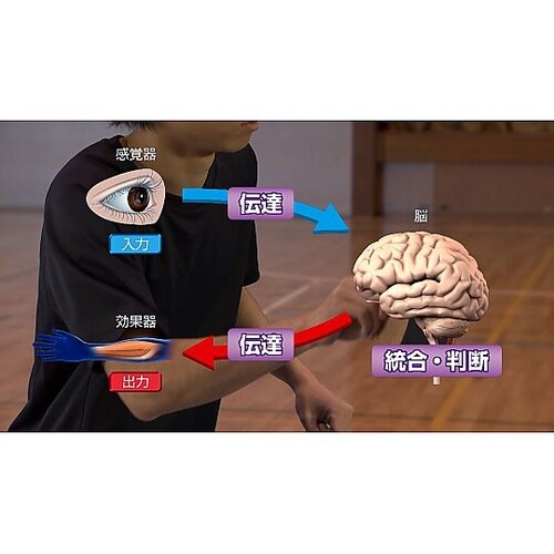 人体の構造と機能 第11巻 神経系(1)