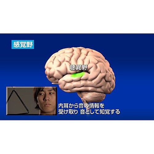 人体の構造と機能 第12巻 神経系(2)