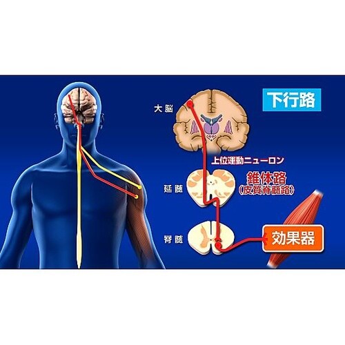人体の構造と機能 第12巻 神経系(2)
