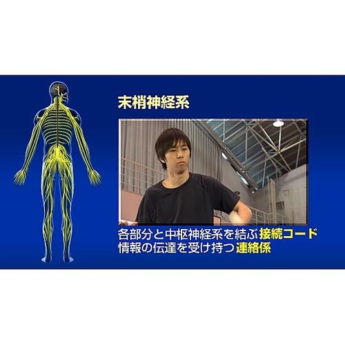 人体の構造と機能 第13巻 神経系(3)