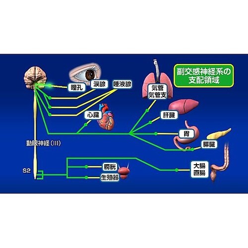 人体の構造と機能 第13巻 神経系(3)