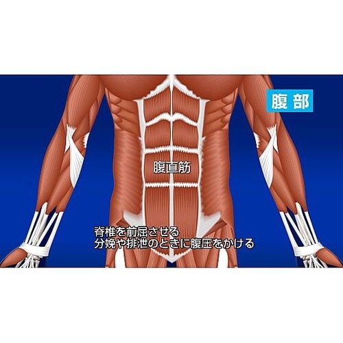 人体の構造と機能 第15巻 運動系(2)