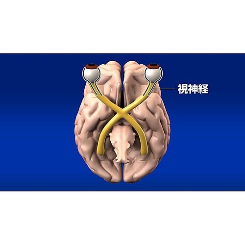 人体の構造と機能 第16巻 感覚器系 D