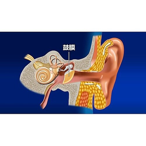 人体の構造と機能 第16巻 感覚器系 D